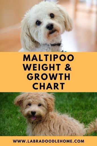 Maltipoo Dogs Full Grown, Dog Grooming Styles Maltipoo, Maltipoo Grooming Styles, Maltipoo Puppy Haircuts, Maltipoo Haircut Styles Teddy Bears, Maltipoo Adult, Maltipoo Grooming, Maltipoo Haircut Styles, Maltipoo Full Grown