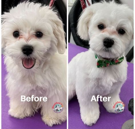 Zuchon Haircuts, Short Maltipoo Haircut, Malti Poo Haircut Styles, Maltese Shih Tzu Haircuts, Bishon Dogs Haircut, Maltipoo Grooming Styles, Shichon Grooming Styles, Maltipoo Puppy Haircuts, Malshi Haircuts