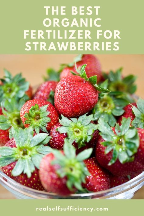 Learn about the best organic fertilizers for strawberries. Use these tips to keep your plants healthy so you can enjoy the biggest, juiciest berries! #organicfertilizer #fertilizerforstrawberries #organicfertilizerforstrawberries #organicgardening Strawberry Fertilizer, Housesitting Tips, Everbearing Strawberries, Diy Fertilizer, Growing Vegetables At Home, Organic Fertilizers, Outdoors Ideas, Growing Garden, Gardens Ideas