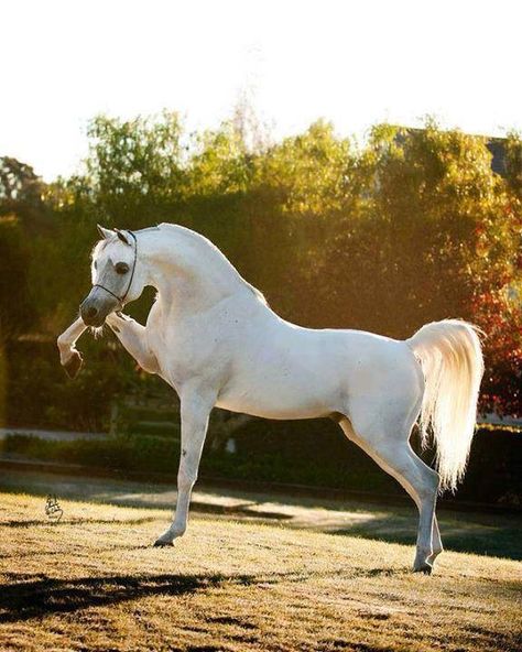 White horse Cai Arabi, White Arabian Horse, Ahal Teke, Arabian Stallions, Beautiful Arabian Horses, Most Beautiful Horses, Most Beautiful Animals, Grass Field, Majestic Horse