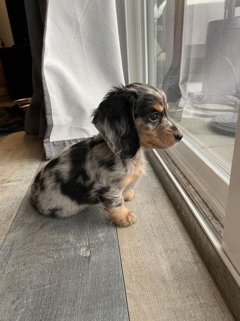 Daushund Puppies, Funny Pics Of Dogs, Weiner Dog Puppies, Pics Of Dogs, Daschund Puppies, Dapple Dachshund Puppy, Puppies Cute, Dog Mommy, Cute Dogs Images