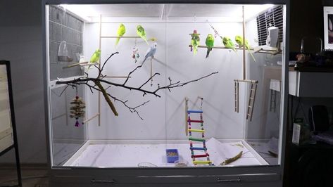 Indoor Aviary Ideas, Acrylic Bird Cage, Parakeet Care, Budgie Cage, Diy Bird Cage, Flight Cage, Budgies Bird, Diy Birds, Metal Birds