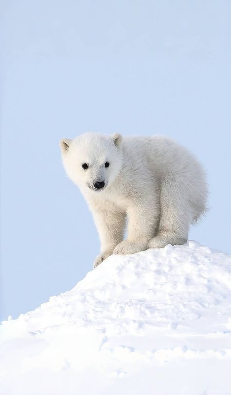 Polar Bear Photo, Polar Bear Wallpaper, Bear Tattoo Ideas, Polar Bear Cubs, Wild Animal Wallpaper, Baby Polar Bears, Polar Animals, Beautiful Nature Wallpaper Hd