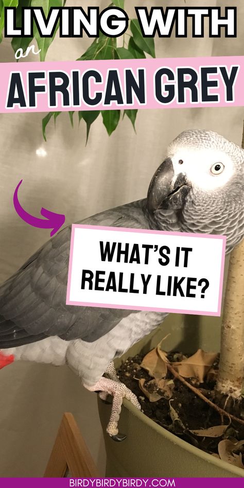 Living With An African Grey: What's it Really Like? African Gray Parrots, African Grey Parrot Funny, Type Of Birds, African Grey Parrot Toys, Parrot Diet, Congo African Grey, Animal Intelligence, Grey Parrot, Attention Seeking