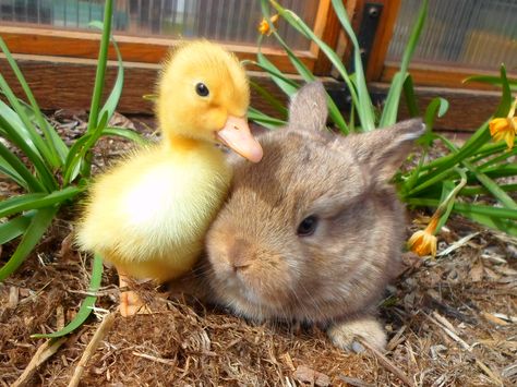 Baby bunny and duck! Bunny And Duck, Unusual Animal Friends, Cute Ducklings, Baby Ducks, Unusual Animals, Super Cute Animals, Pretty Animals, Baby Bunny