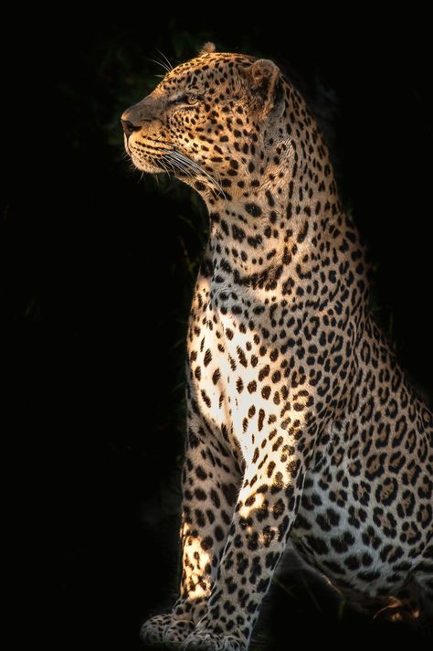 Royal Animals, Wild Animal Wallpaper, Exotic Cats, Wild Creatures, Amazing Buildings, World Images, Majestic Animals, The Leopard, Cat Wallpaper