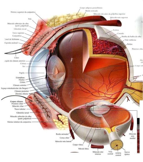 Eye Diagram Anatomy, Cornea Eye, Ophthalmology Art, Eyeball Anatomy, Human Eye Diagram, Eye Diagram, Diagram Drawing, Anatomy Notes, Learn Biology