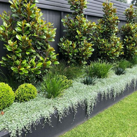 Lisa Kaplan Design – Gladesville Garden Design Australian, Gard Modern, Australian Garden Design, Garden Hedges, Australian Native Garden, Front Garden Design, Desain Lanskap, Budget Garden, Australian Garden