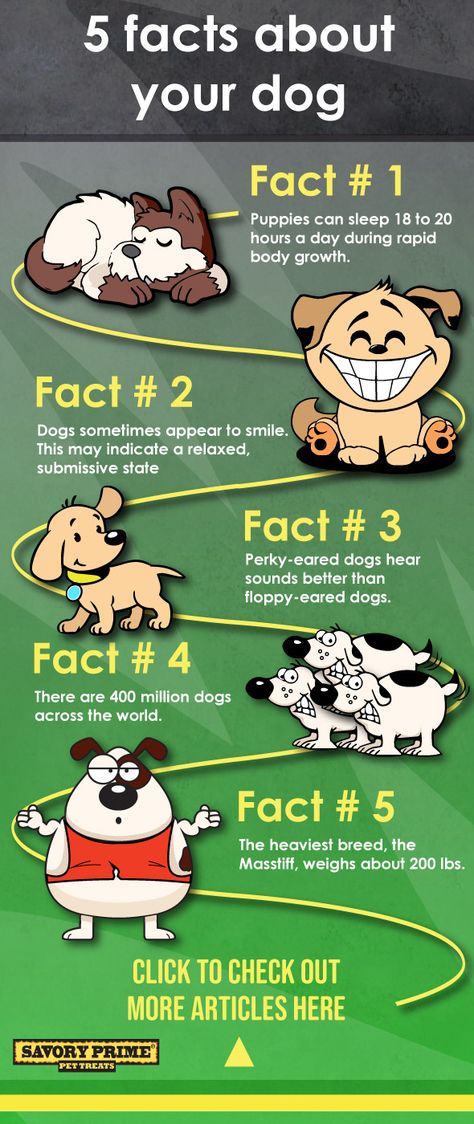 Interesting facts you should know about your dog Dogs Infographic, Dog Facts Interesting, Healthy Pet Treats, Facts About Dogs, Fun Facts About Dogs, Dog Infographic, Baby Remedies, Meds For Dogs, Dog Advice