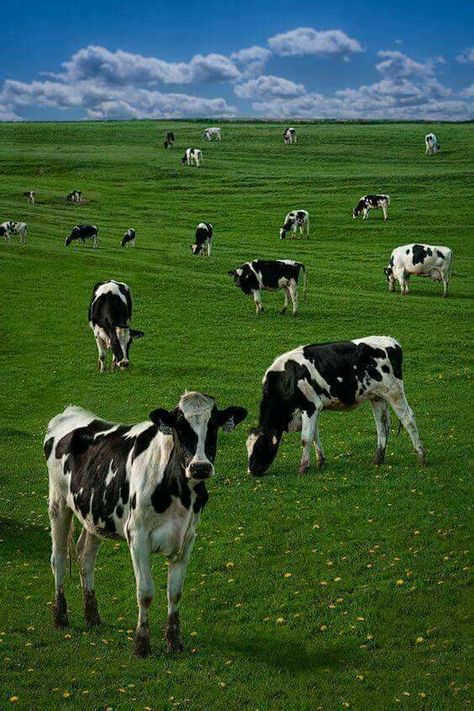 Dairy Cows Holstein, Cows In A Field, Cow Field, Black And White Cows, White Cows, Cows Grazing, Farm Pictures, Holstein Cows, Dairy Cattle