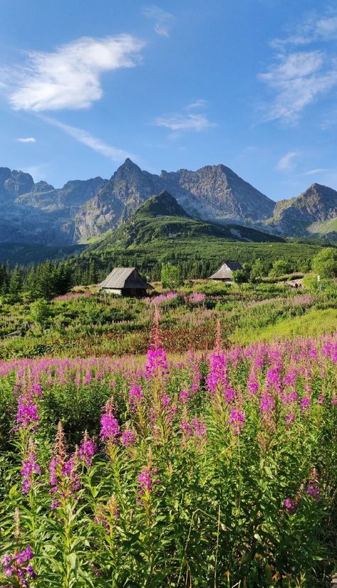 Tatra national park Poland zakopane town square tatra mountains Poland tourism travel industry Tatra National Park Poland, Tatra Mountains Poland, Zakopane Poland Summer, Poland Scenery, Poland Countryside, Poland Aesthetics, Poland Zakopane, Poland Trip, Poland Photography