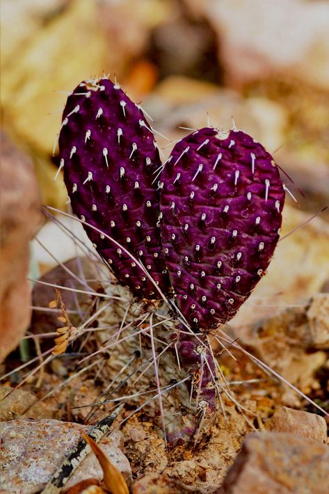 Heart Cactus, Cactus Heart, Bulb Plants, Eclipse Of The Heart, Heart In Nature, Poppy Flowers, Total Eclipse, Cactus Garden, Planting Bulbs