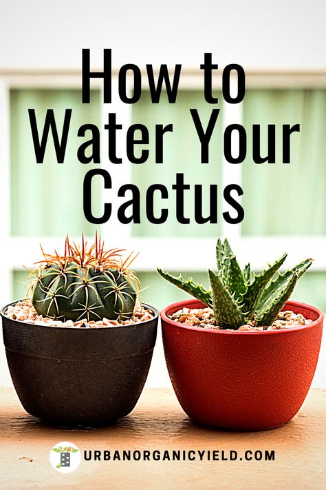 How To Take Care Of Cactus Plants, Indoor Cactus Plants Decor, Growing Cactus Indoors, Cactus Planter Ideas Indoor, Cactus Care Indoor, How To Plant Cactus, Planting Cactus, Cactus Plants Indoor, Fiddle Faddle