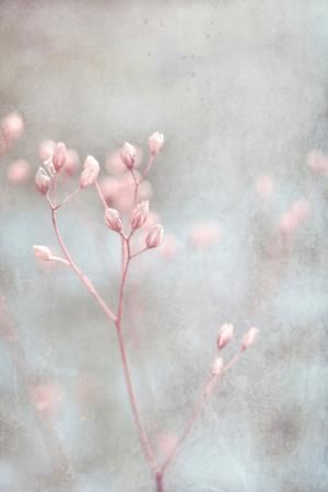 soft pastel Deco Pastel, نباتات منزلية, Affordable Art Prints, 자수 디자인, Color Inspo, Jolie Photo, Arte Floral, Color Pallets, Color Swatches