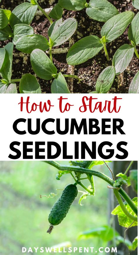 cucumber seedlings and young cucumber plant. Text: How to Start Cucumber Seedlings. Plant Cucumbers From Seed, How To Plant Vegetable Seeds, Growing English Cucumbers, How To Plant Cucumbers In A Pot, Cucumber Seeds Starting, Planting Cucumbers In Garden, How To Grow Cucumbers From Seeds, Cucumber From Seed, Cucumber Growing Tips