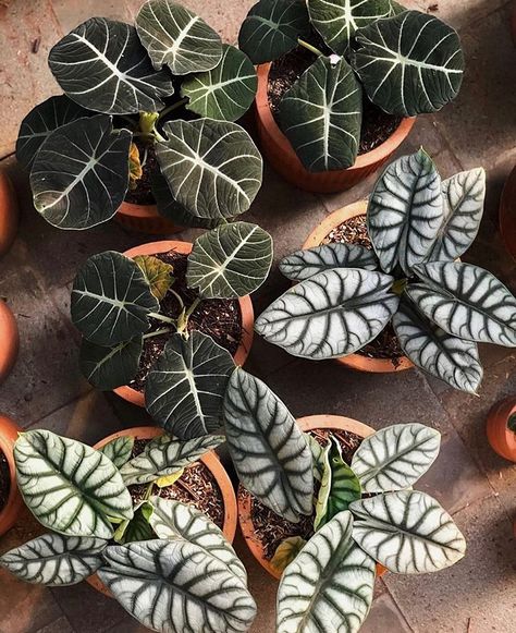 Goth Plants, Alocasia Silver Dragon, Alocasia Black Velvet, Alocasia Plant, Tropical Garden Design, Plant Room, Plant Fungus, Permaculture Gardening, Plant Projects