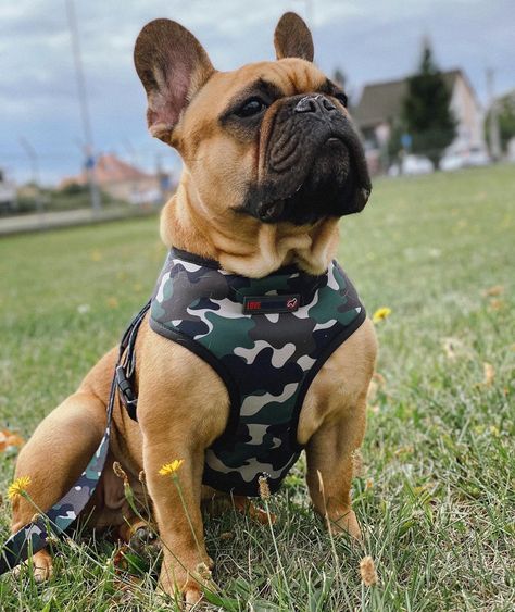 Love Frenchie - French Bulldog Harnesses & Accessories – Love Frenchie Ltd French Bulldog Harness, Unicorn Sprinkles, French Bulldog Dog, French Bulldogs, New Puppy, Big Brother, French Bulldog, Bulldog, Two By Two