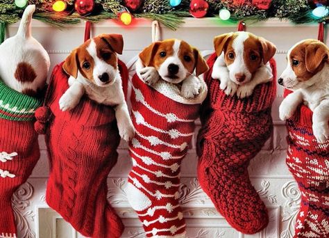 Christmas Dog Wallpaper, Dog Wallpaper, Christmas Wallpaper, Christmas Dog, Stockings, I Hope, Puppies, Christmas