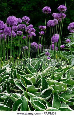 Hosta Francee, Allium Purple Sensation, Allium Globemaster, Garden Border Plants, Allium Flowers, Outside Plants, Hosta Plants, Garden Workshops, Front Garden Design