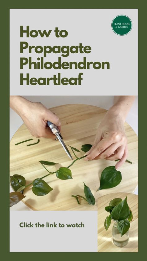 How to propagate Philodendron Heartleaf Heartleaf Philodendron Propagation, Heart Leaf Philodendron Propagation, Philodendron Propagation, Propagate Philodendron, Philodendron Heartleaf, Houseplant Propagation, Tropical Houseplants, Heartleaf Philodendron, Philodendron Care