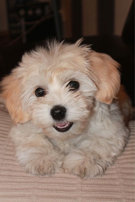 Bichon Puppy, Bichon Havanese, Coton De Tulear Dogs, Bichon Havanais, Shitzu Puppies, Cute Dogs Images, Bichon Frise Dogs, Monkey Pictures, Havanese Puppies