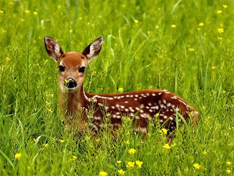 Horse Pictures Only | number of villagers animal forest 0 animal crossing 0 animal forest e+ ... Japanese Deer, Deer Images, Bambi 3, Deer Repellant, Wildlife Wallpaper, Deer Wallpaper, Animal Crossing Wiki, Fawn Deer, Sika Deer