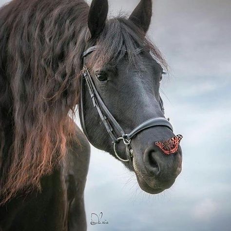 Horse and butterfly Black Horses, Friesian Horse, Horses And Dogs, All The Pretty Horses, Horse Crazy, Draft Horses, Equine Photography, Horse Life, Black Horse