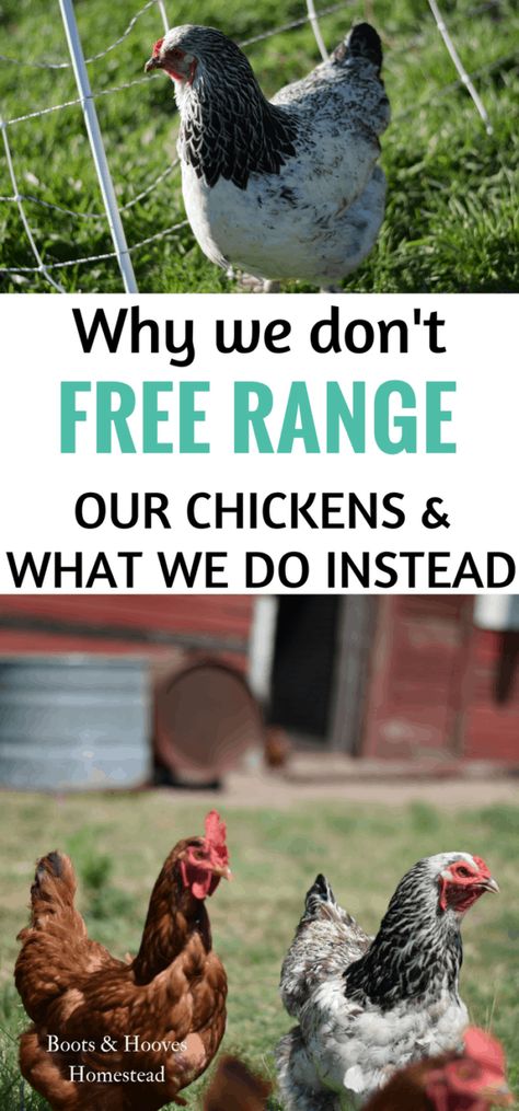 Free Range Chickens Coop, Laying Chickens Breeds, Best Egg Laying Chickens, Laying Chickens, Egg Laying Chickens, Urban Chickens, Backyard Chicken Farming, Best Chicken Coop, Keeping Chickens