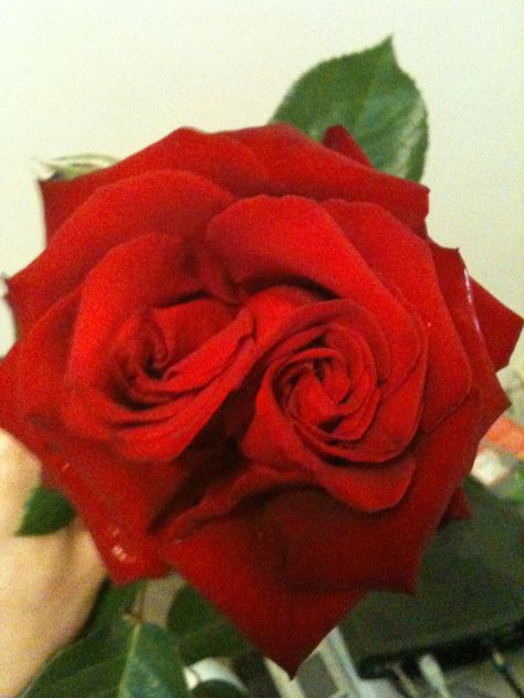 Double rose! Grew right outside my window.. - Imgur Pinterest Pictures, Double Rose, Two Roses, Outside My Window, Red Rose, Click Here, Roses, Red