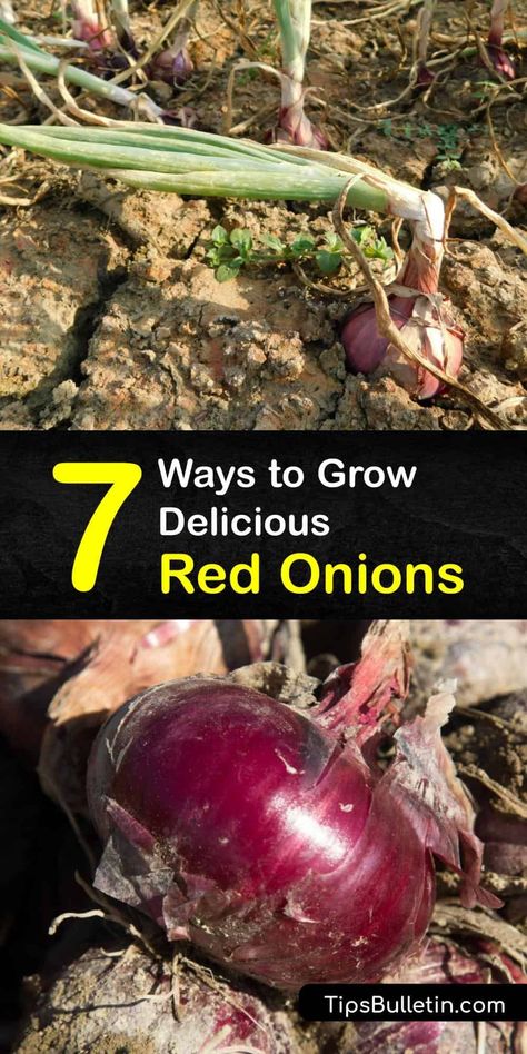 Growing Red Onions, Grow Red Onions, Onion Companion Planting, Planting Onion Sets, Onion Plant, Onion Garden, Green Onions Growing, Growing Vegetables At Home, Types Of Onions