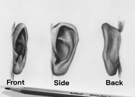 Drawing Ears, Ears Drawing, Basic Sketching, How To Draw Ears, Drawing Female, Profile Drawing, Realistic Sketch, Ear Art, Drawing Tutorial Face