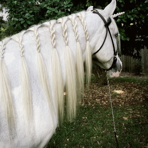 Horse Mane Braids, Horse Hair Braiding, Horse Braiding, Horse Clipping, Horse Mane, Horse Costumes, Horse Inspiration, Horse Tail, Horse Tips