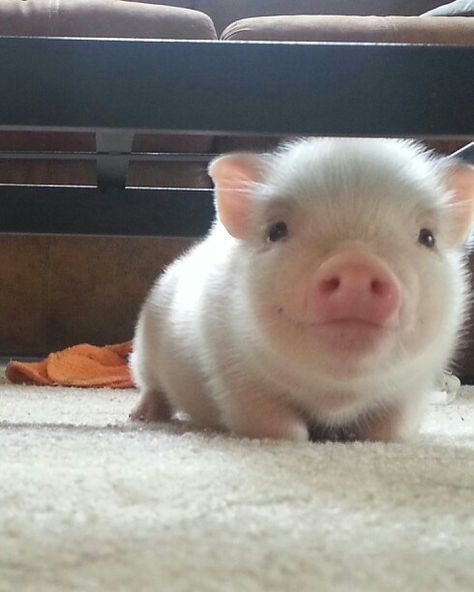 Types Of Pigs, Teacup Pigs, Cute Piglets, Mini Pigs, Cute Piggies, Pet Pigs, Baby Pigs, Super Cute Animals