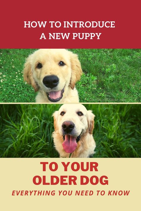 dogs, dog, puppy, puppy dog, dog training, new dog, new puppy Dog Checklist, Puppy Dog Pictures, New Puppy Checklist, Dog Training Books, Puppies Tips, Puppy Toys, Dog Behavior Problems, Chesapeake Bay Retriever, Potty Training Puppy