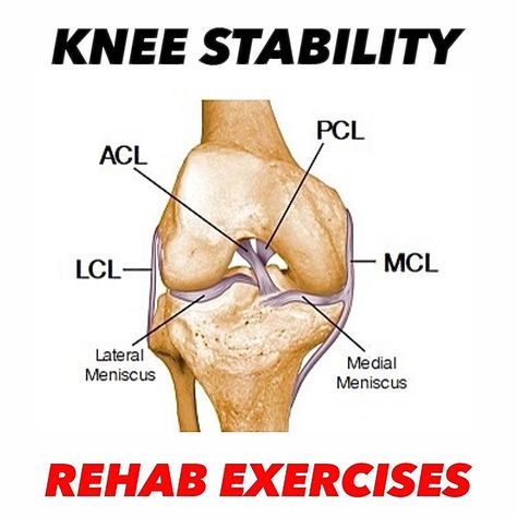 Medial Meniscus, Knee Sprain, Knee Ligament Injury, Joints Anatomy, Knee Ligaments, Knee Pain Exercises, Muscle Anatomy, Human Anatomy And Physiology, Medical Anatomy