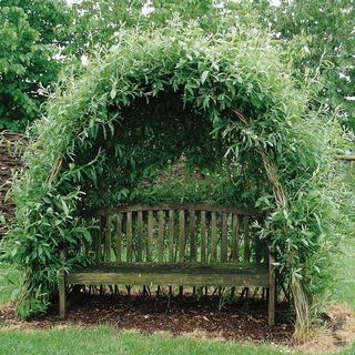 Willow Kit, Garden Tunnel, Tunnel Design, Willow Garden, Living Willow, Garden Nook, Sensory Garden, Garden Arbor, Magical Garden