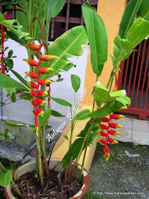 Heliconia Plant, Heliconia Flower, Hawaiian Gardens, Tropical Landscape Design, Florida Gardening, Large Flower Pots, Perennial Herbs, Rooftop Garden, Tropical Landscaping