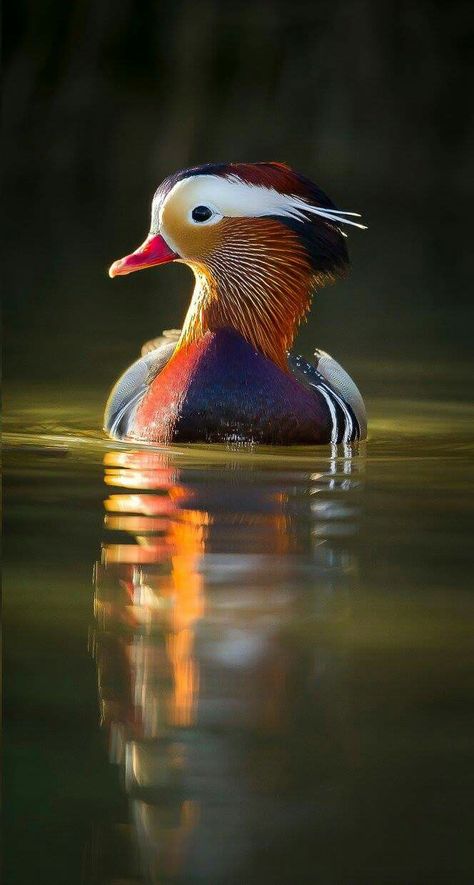 . Duck Photography, Mandarin Ducks, Duck Wallpaper, Wild Animals Pictures, Mandarin Duck, Rare Birds, Wild Nature, Exotic Birds, Pretty Birds