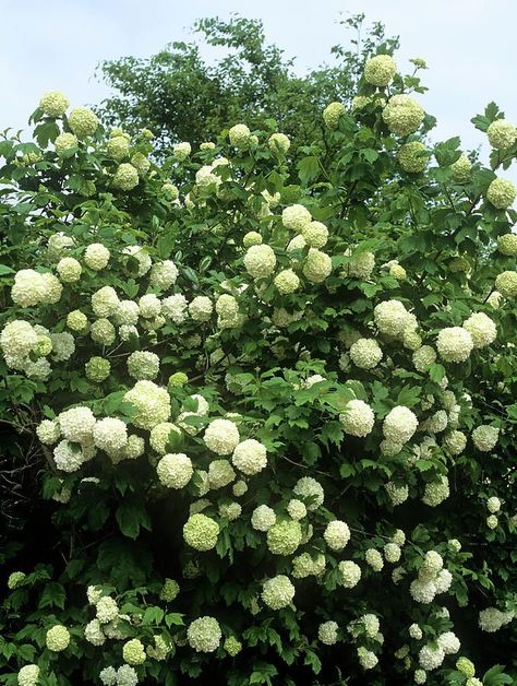 Guelder Rose, Privacy Hedge, Fruit And Veg, Hedges, Wild Flowers, Fruit, Ring, Plants, Flowers