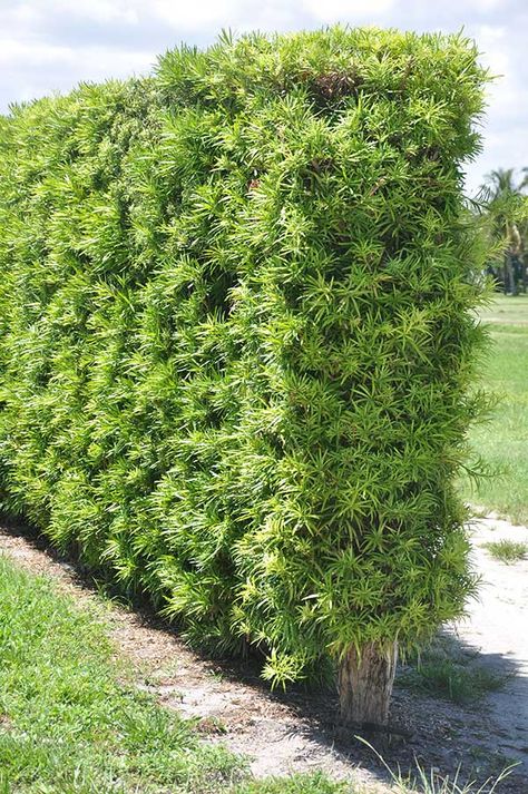 Podocarpus Macrophyllus, Privacy Fence Landscaping, Front Yard Decor, Fence Plants, Privacy Plants, Tropical Garden Design, Privacy Landscaping, Hot Tub Garden, Pool Landscape Design