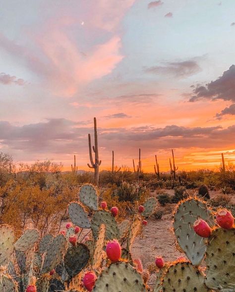 Mexico Landscape Photography, Boho Aesthetic Pictures, Desert Gothic, Sunset Cactus, Desert Photos, Summer Desert, Retro Desert, Widget Pics, Desert Aesthetic