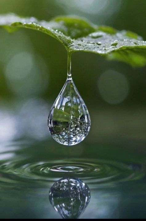 Beautiful Leaf Photography, Water Drop Painting, Leaf With Water Drop, Water Drop On Leaf, Love Life Tattoo, Screen Savers Wallpapers Backgrounds, Water Drop Photography, Leaf Photo, Macro Photography Nature