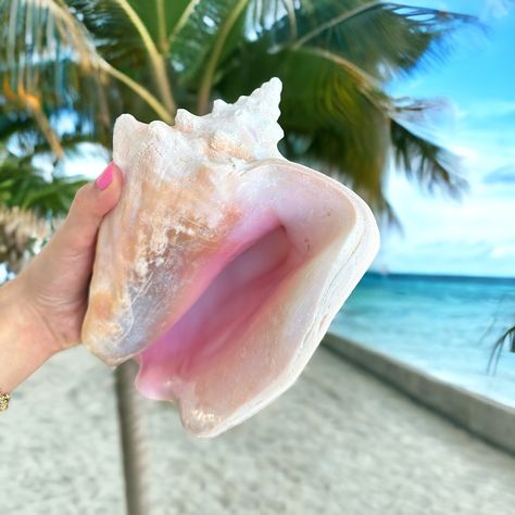 Mermaid Candles, Queen Conch Shell, Ocean Room Decor, Ocean Island, Coconut Girl Aesthetic, Mosaic Candle, Ocean Room, Conch Shells, White Ferrari