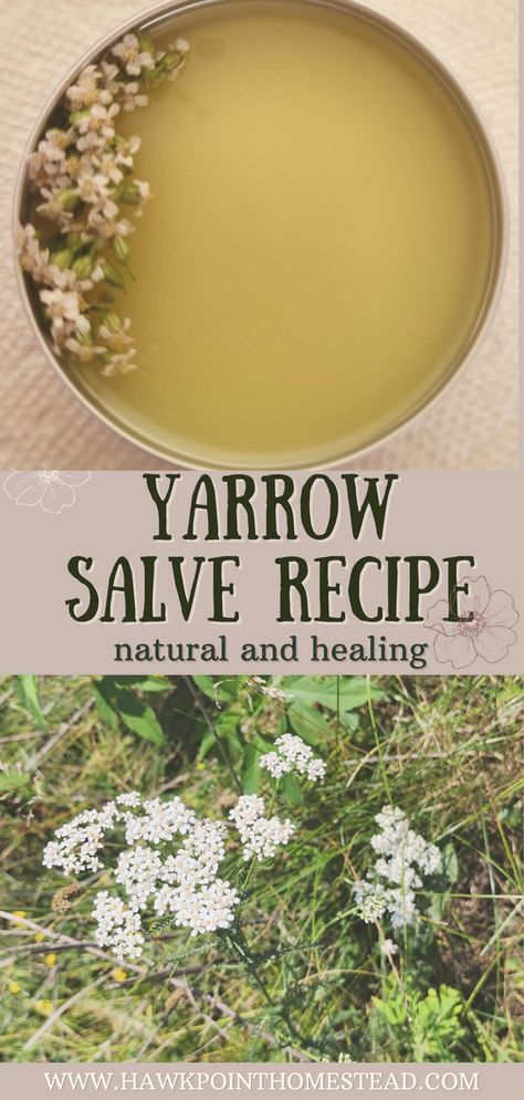 This recipe for how to make yarrow salve, a healing herbal salve, is an easy-to-make useful herbal salve. This salve made from yarrow has healing benefits for the skin and great to have on hand.  Yarrow is a versatile and great herb with so many different possible medicinal properties. It is very easy to grow and is commonly found growing wild. Lavender Salve Benefits, Dried Yarrow Uses, Dandelion Salve Recipes, Sage Salve, Comfrey Salve Recipe, Benefits Of Yarrow, Yarrow Uses, Yarrow Salve, Herbal Salve Recipes