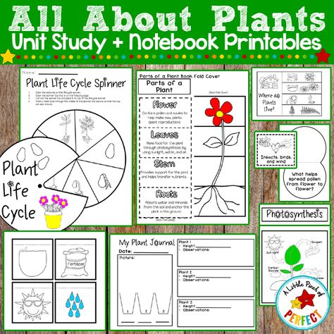 All About Plants Activities (Preschool, Kindergarten, First Grade, Second Grade) Plants Activities, Interactive Lapbooks, Plant Lessons, Easy Kid Activities, Plants Unit, Plant Activities, The Tiny Seed, Science Notebook, Plant Crafts