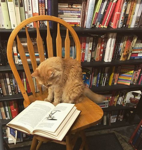 Bookstore Cats, Used Bookstore, Library Cafe, Edward Lear, T S Eliot, Bookstore Cafe, Library Aesthetic, Cat Reading, Image Chat