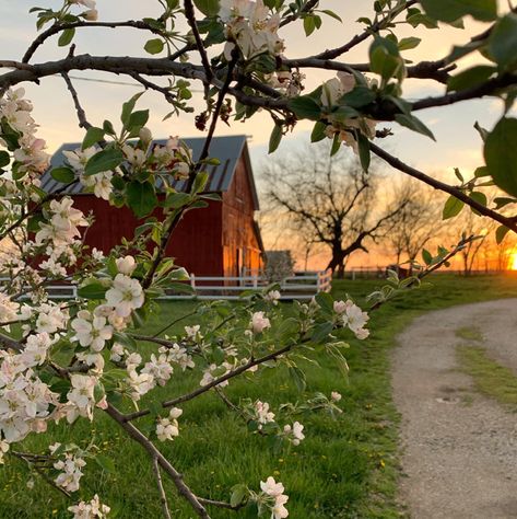 Casas Country, Drømme Liv, Farm Lifestyle, Future Farms, Country Lifestyle, Farms Living, Ranch Life, A Barn, Anne Of Green Gables