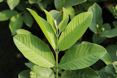 Kumpulan gambar tentang Gambar Serat Daun Jambu, klik untuk melihat koleksi gambar lain di KibrisPDR Jambu Biji, Plant Leaves, Collage, Health, Plants, Pins, Quick Saves