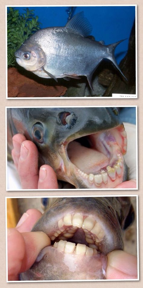 Pacu is a common name used to refer to several common species of omnivorous South American freshwater fish that are related to the piranha. Pacu and piranha do not have similar teeth, the main difference being jaw alignment; piranha have pointed, razor-sharp teeth in a pronounced underbite, whereas pacu have squarer, straighter teeth, like a human, and a less severe underbite, or a slight overbite. Pacu Fish, Straight Teeth, Sharp Teeth, Ocean Creatures, Freshwater Fish, South American, Sea Life, Animal Drawings, Random Stuff