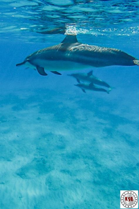 A complete guide for snorkeling at Electric Beach on Oahu. Rainbow Fish, Cheap Travel, Hawaii Travel, Travel Bucket List, Oahu, Snorkeling, Travel Usa, Animals Beautiful, Photo Inspiration